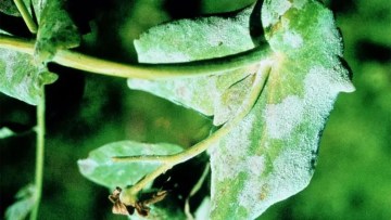 Frunza de mazare afectata de fainare, cu depuneri albicioase pe suprafata foliara
