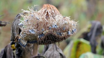 tratament sclerotinia la floarea-soarelui