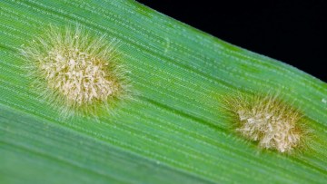 frunza de orz infectata de fainarea orzului, cu pete albicioase pe limbul foliar