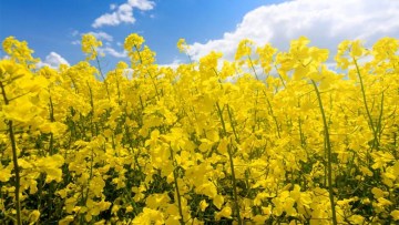rapita inflorita intr-un lan agricol, intr-o zi cu cer partial innorat