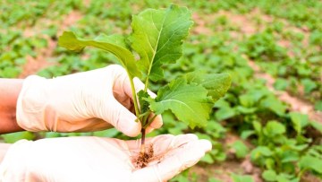 planta tanara de rapita tinuta in mana, cu radacina expusa pentru evaluarea dezvoltarii