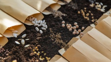 modalitati prin care calitatea semințelor influenteaza productia