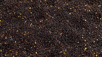 calitatea semintelor de rapita