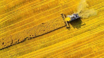 combina agricola recoltand o cultura matura de rapita, vazuta de sus