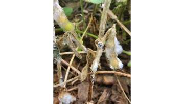 tratament sclerotinia la soia