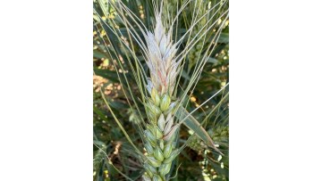 Simptome de fuzarioza si risc de micotoxine pe un spic de grau infectat