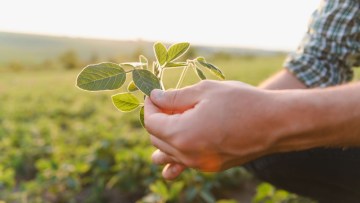 culturi proteice in agricultura