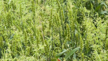 Turita, o buruiana dicotiledonata dezvoltata printre plantele de grau