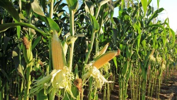 cultura de porumb aflata la maturitate, in contextul grupelor FAO