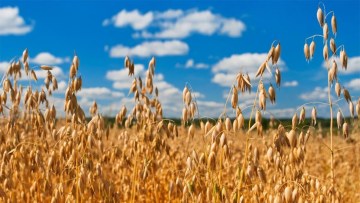 cultura agricola de ovaz in faza de maturitate