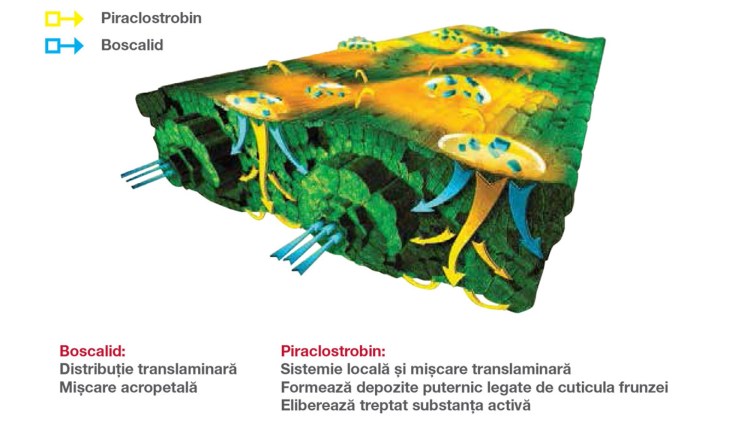 Bellis-distributie-planta_750x422.jpg