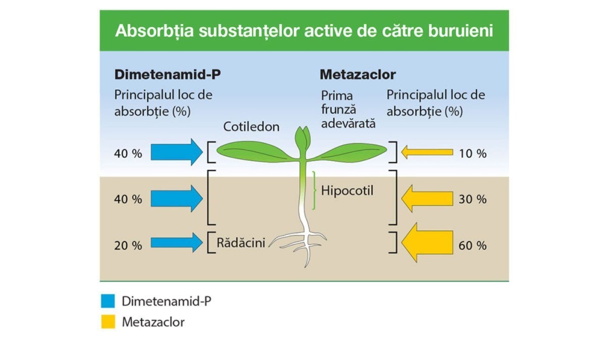 absortie erbicid butisan duo