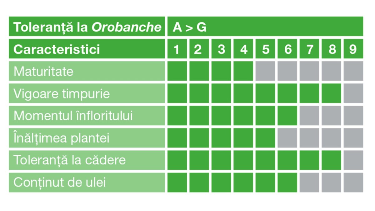Profilul hibridului de floarea-soarelui Coloris CL