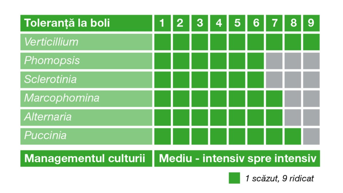 hibrid toleranta boli