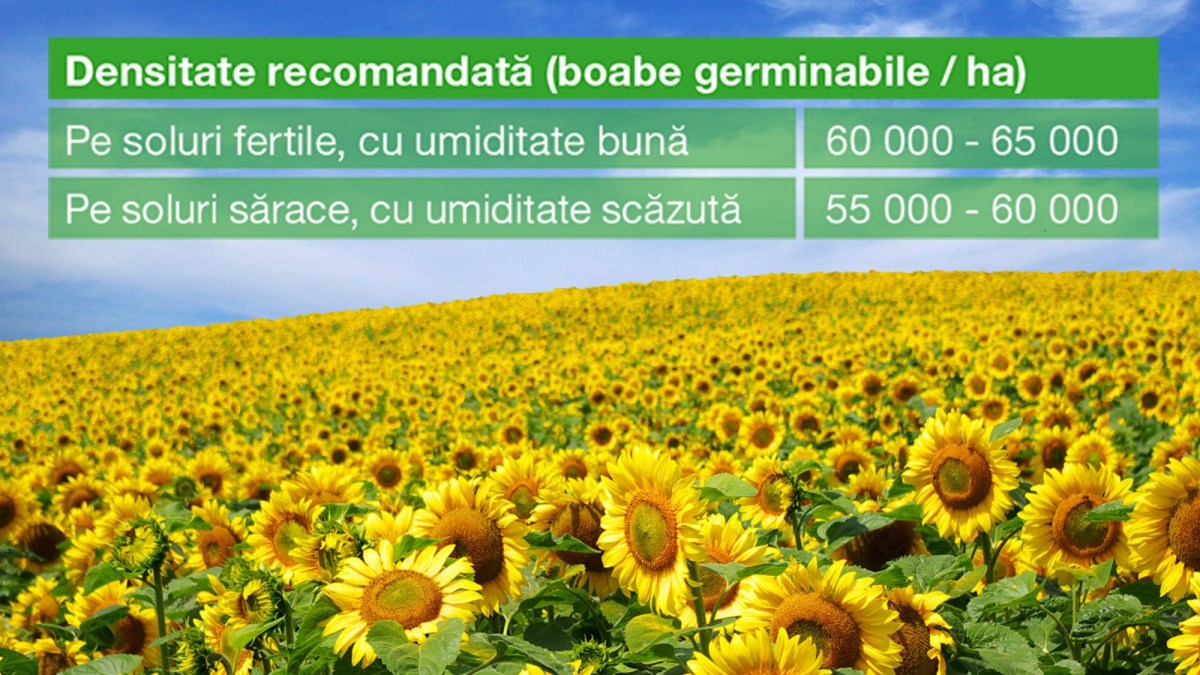 densitate floarea-soarelui