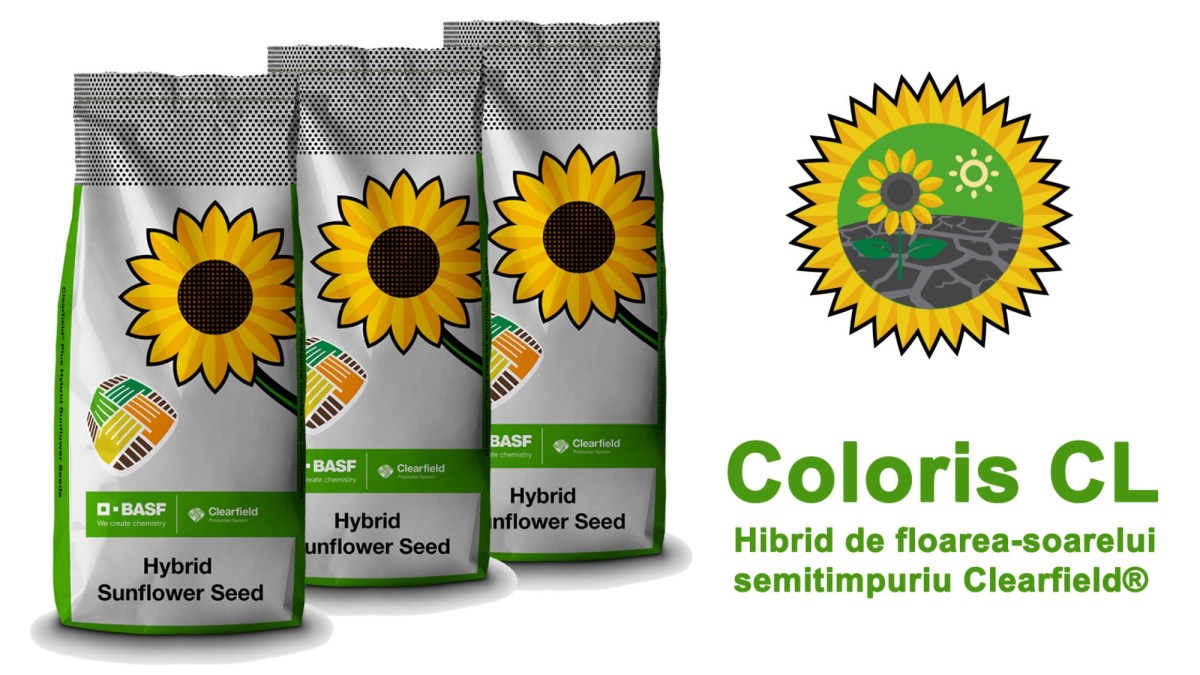 hibrid coloris cl basf
