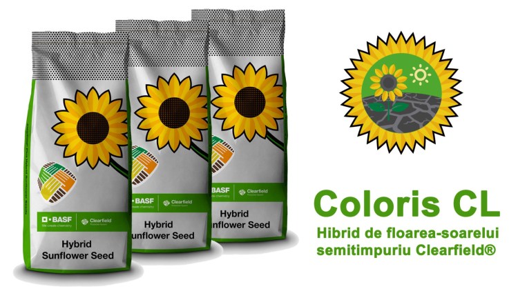 hibrid coloris cl basf