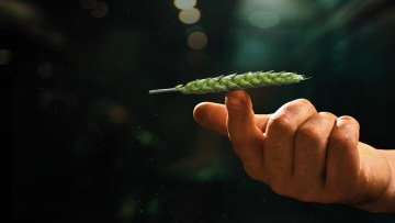 Daxur® - fungicid antistres care menține echilibrul între producția obținută și bugetul alocat