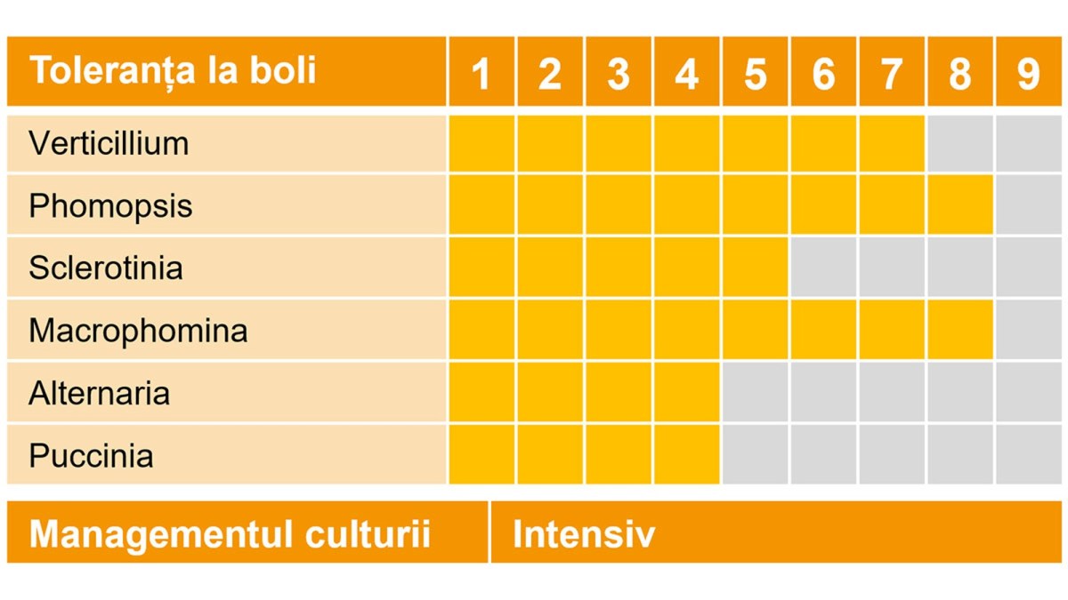 toleranta boli hibrizi floare