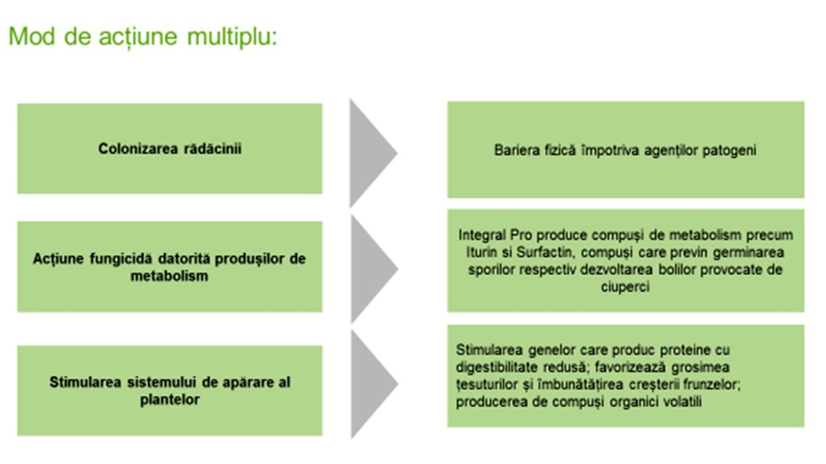 Modul de actiune tratament samanta