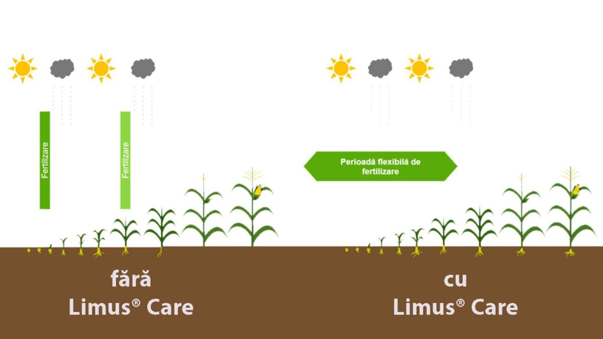 limus pro efect