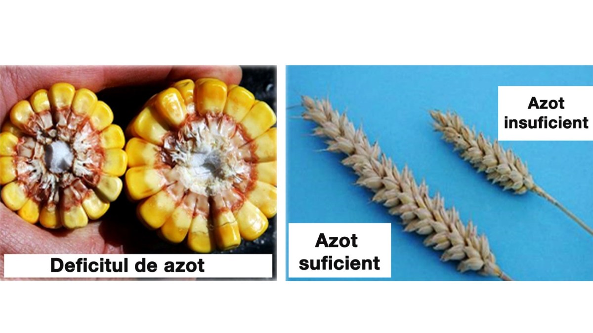 deficit azot