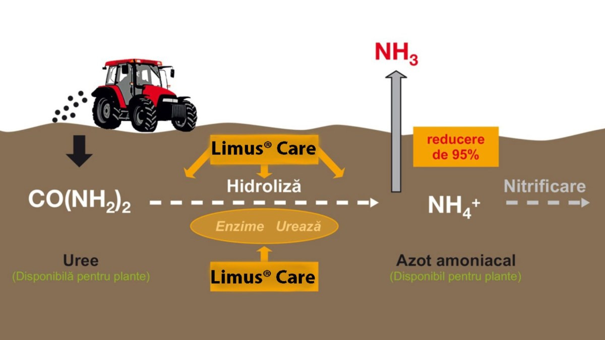 ce este limus pro