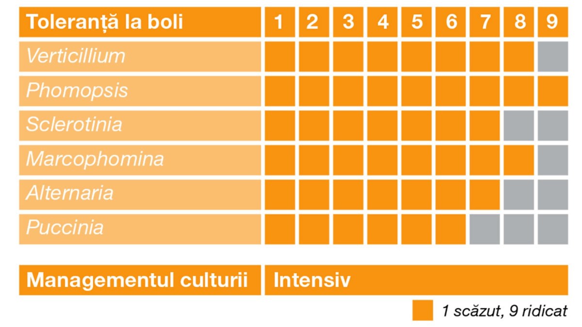 toleranta boli hibrid floarea-soarelui
