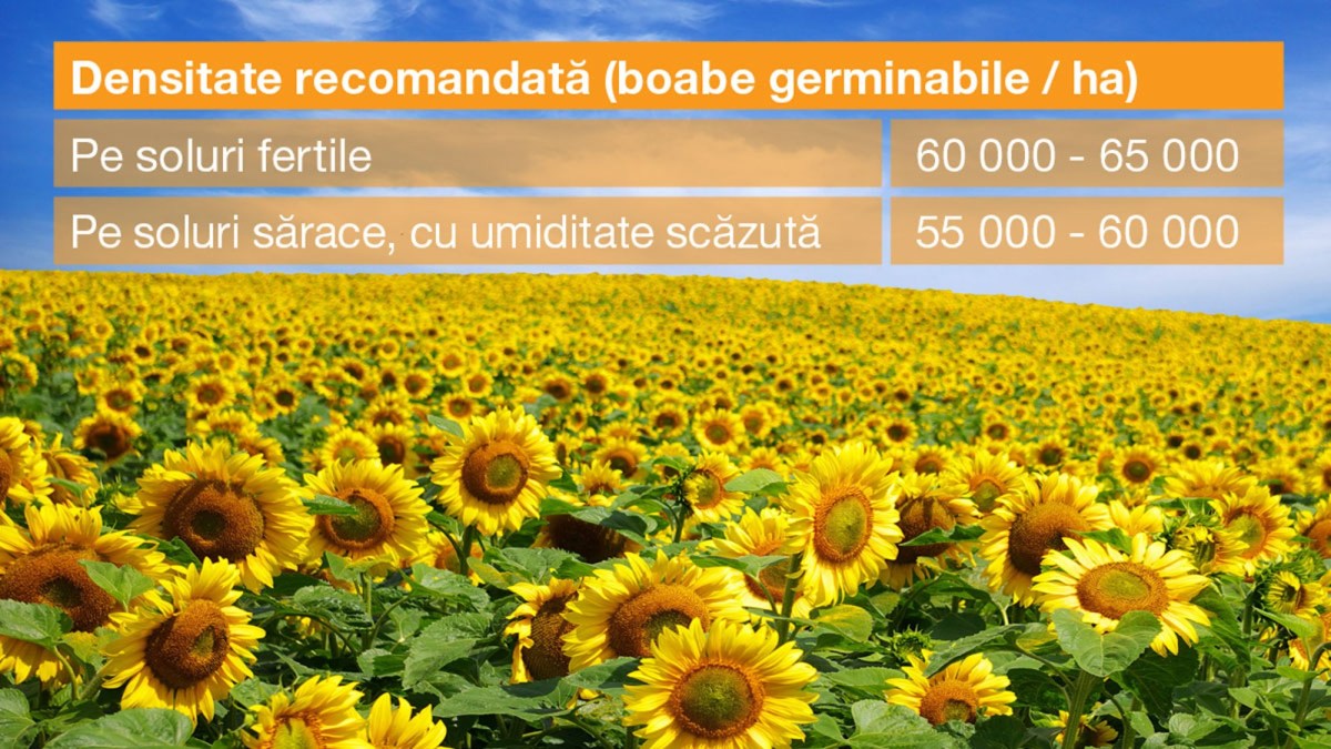 densitate ridicata hibrizi