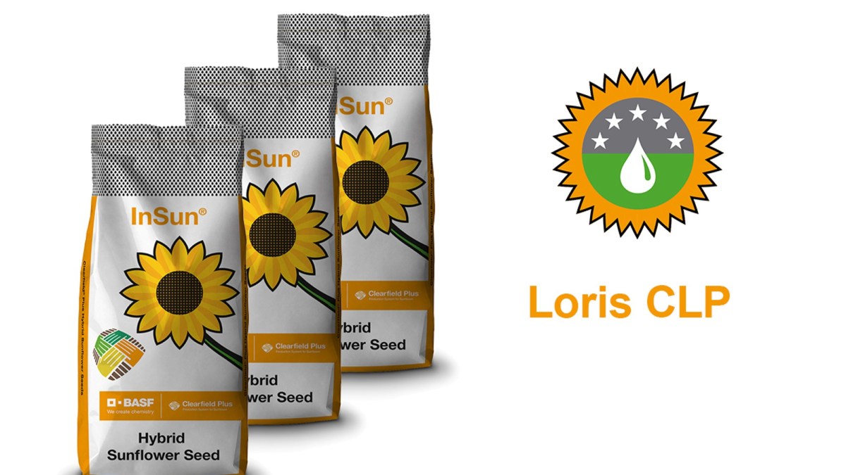 hibrid loris floarea-soarelui