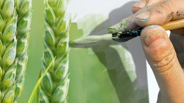 Osiris® Pro - noul fungicid de la BASF care redefinește protecția frunzei stindard și a spicului la cereale