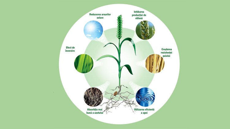 beneficii basf agcelence