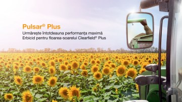 pulsar plus floarea soarelui