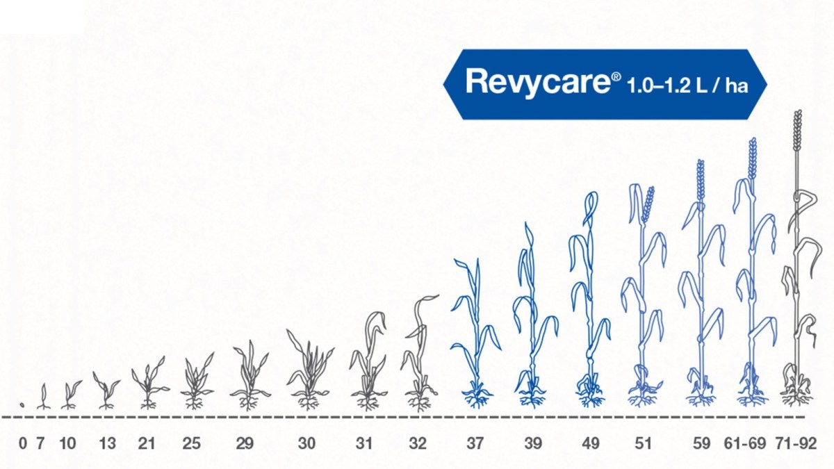 perioada aplicare fungicid revycare