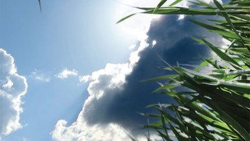 Revyflex® - noul T1 de la BASF pentru liniștea ta și a cerealelor tale!