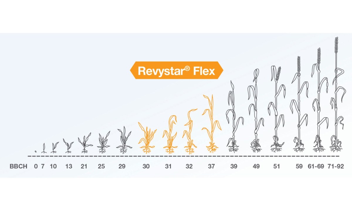 aplicare fungicid cereale revystar flex