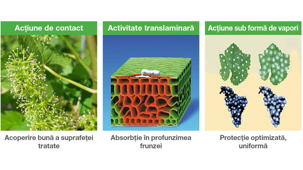 mod actiune fungicid scala