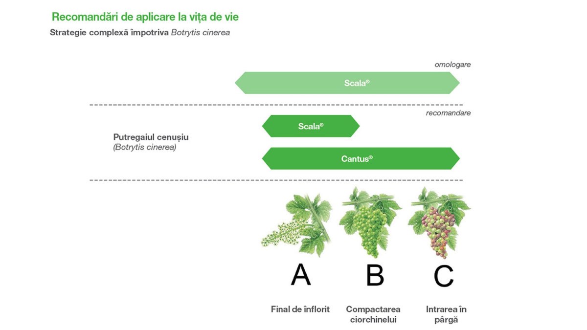 aplicare fungicid scala vita de vie