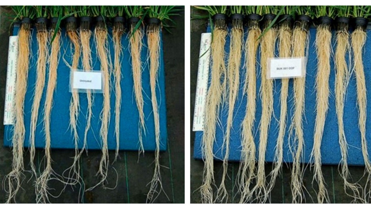 biomasa radacini