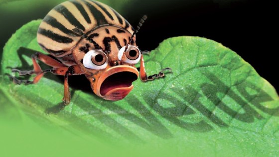 ALVERDE®