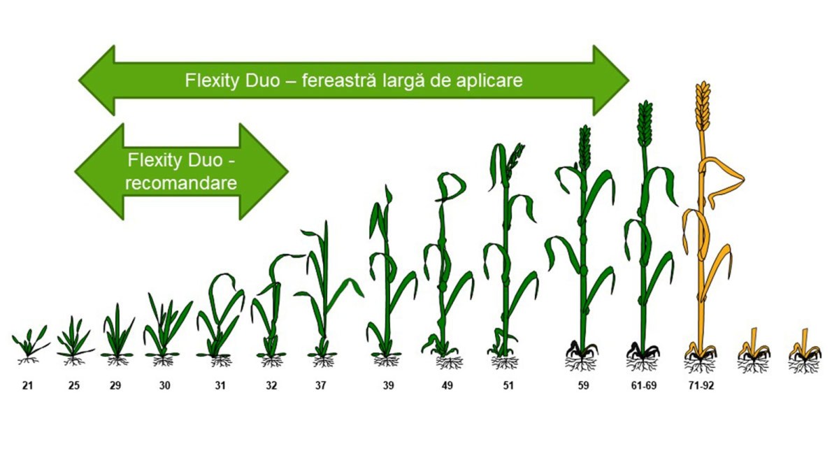 aplicare flexity duo