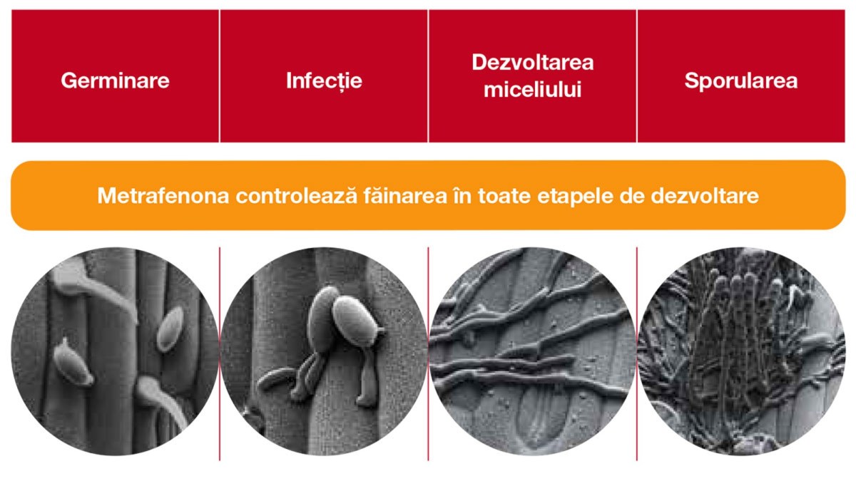 metrafenona fainare