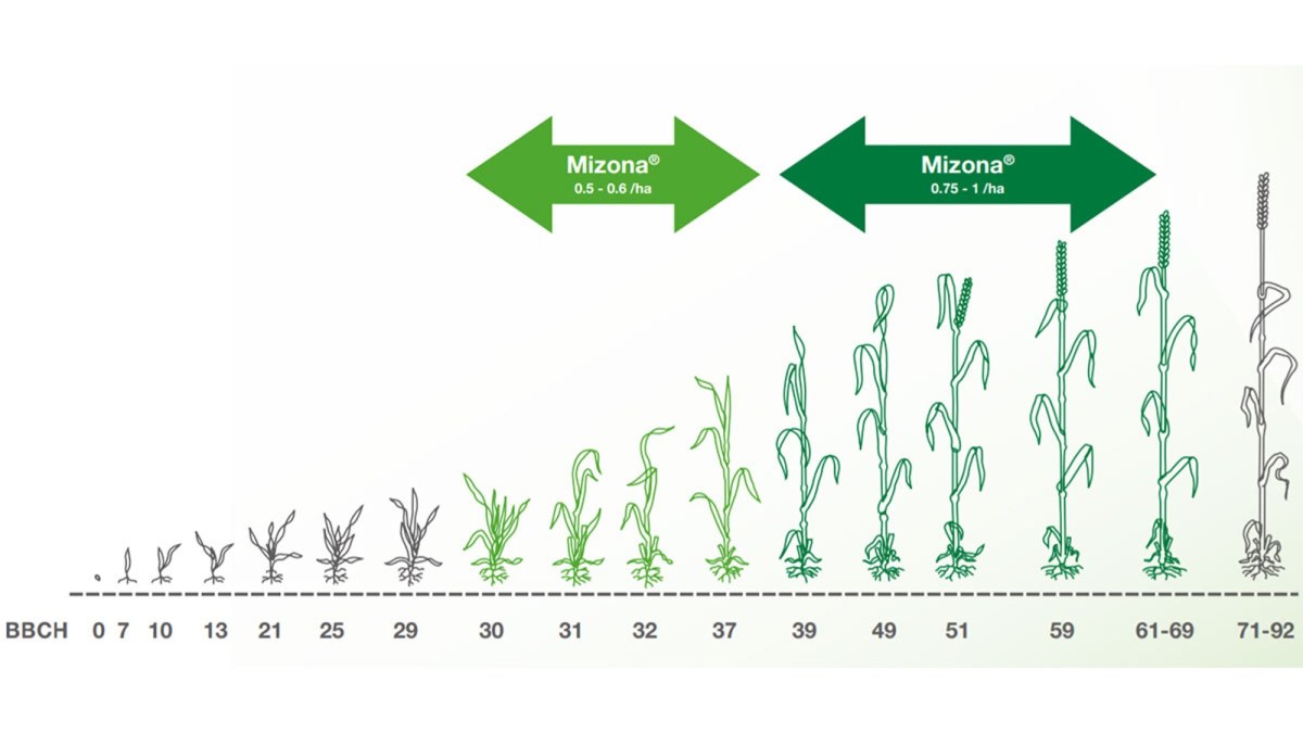 mizona stadii crestere bbch