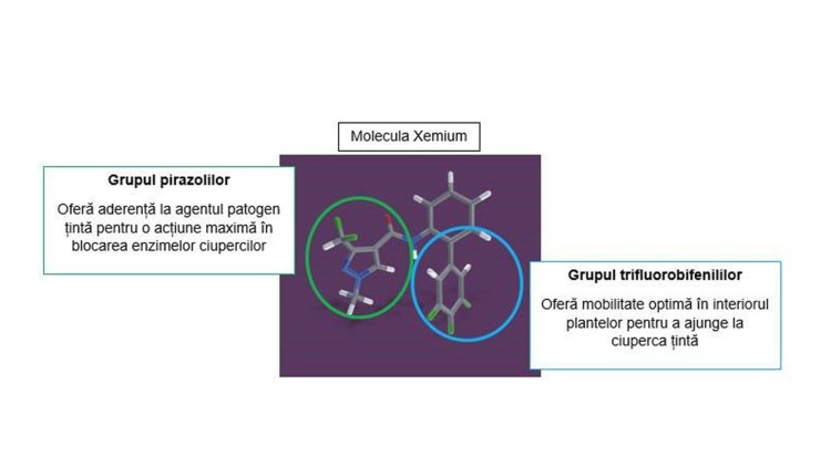 molecula xemium basf