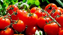 Tehnologia de protecție pentru cultura de tomate