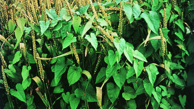 buruieni dicotiledonate 