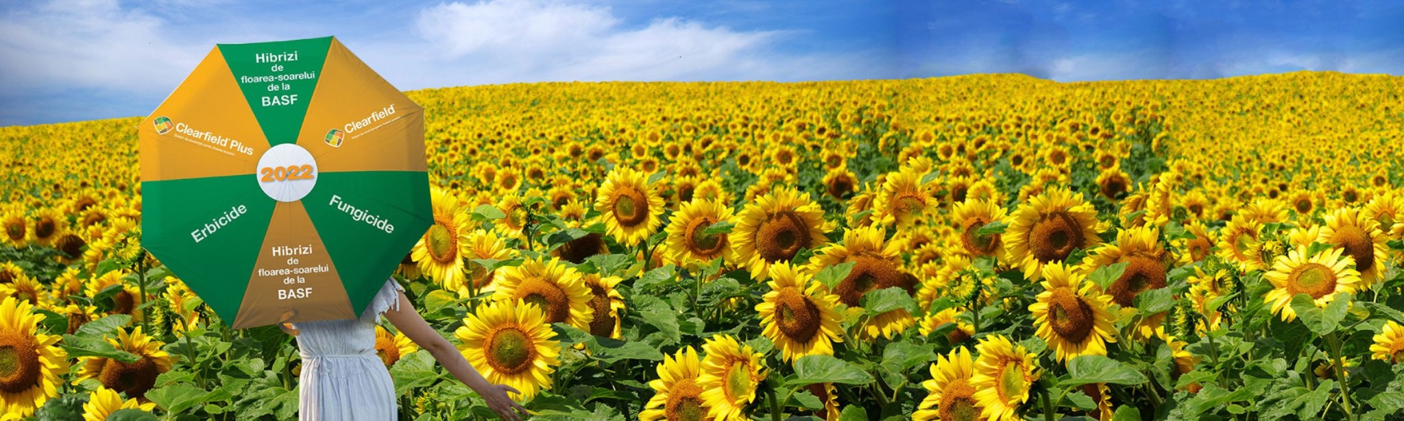 oferta floarea-soarelui