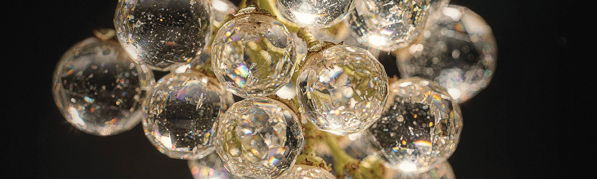 Concurs - Povesti cu vinuri romanesti BASF ADAR 2026