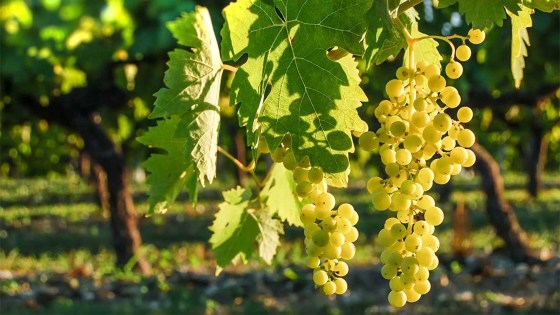 Secretul unei culturi perfecte de vița de vie
