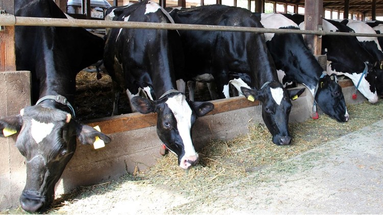 Subvențiile Apia Cum Se Acordă și Cine Beneficiază De Ele Basf Agricultural Solutions Romania